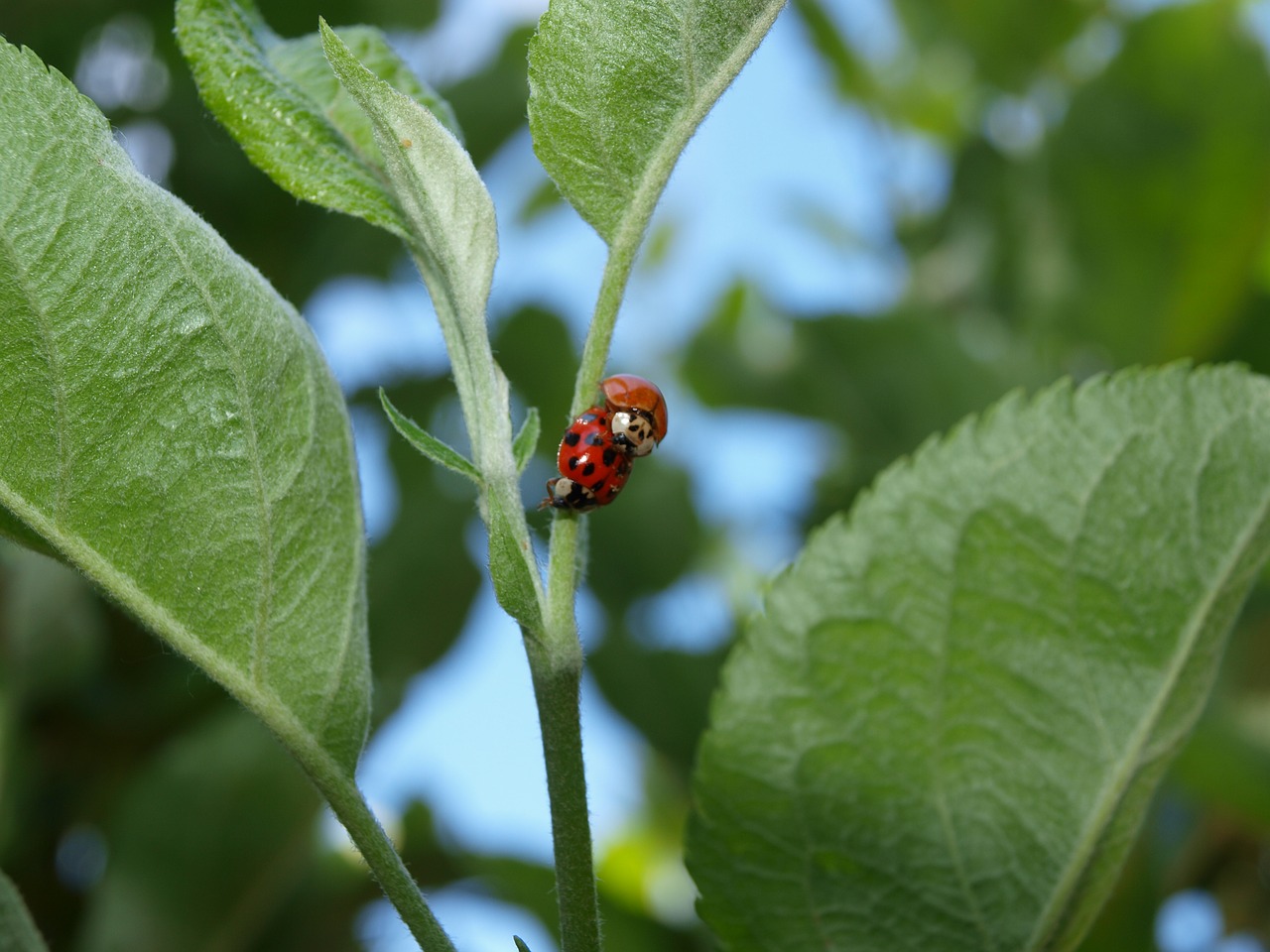 Image - mating ladybugs nature bug spring