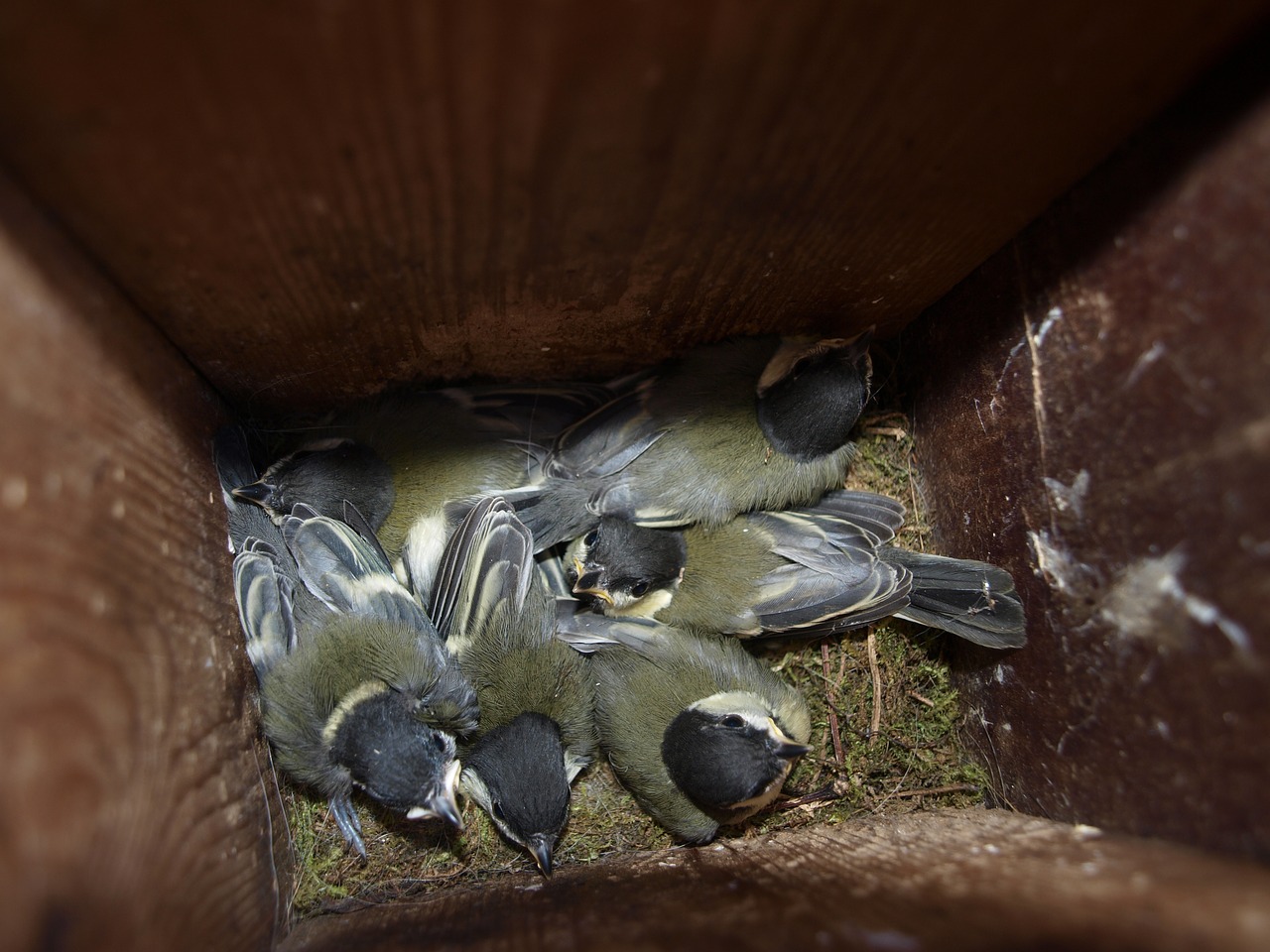 Image - young great tits spring nest box