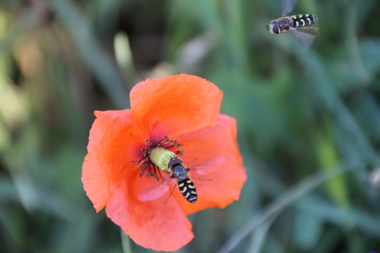 Image - wasps approach insect blossom