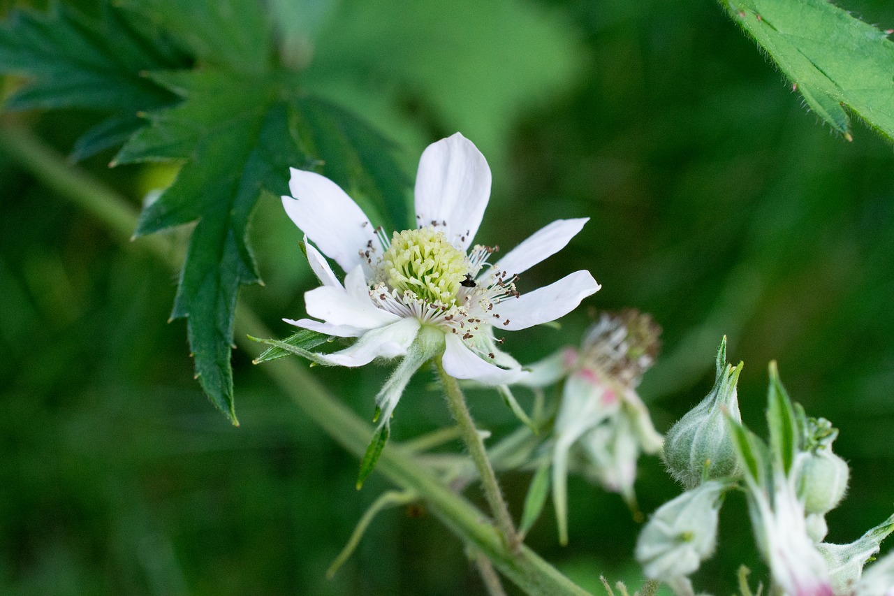 Image - blackberry blossom bloom berry