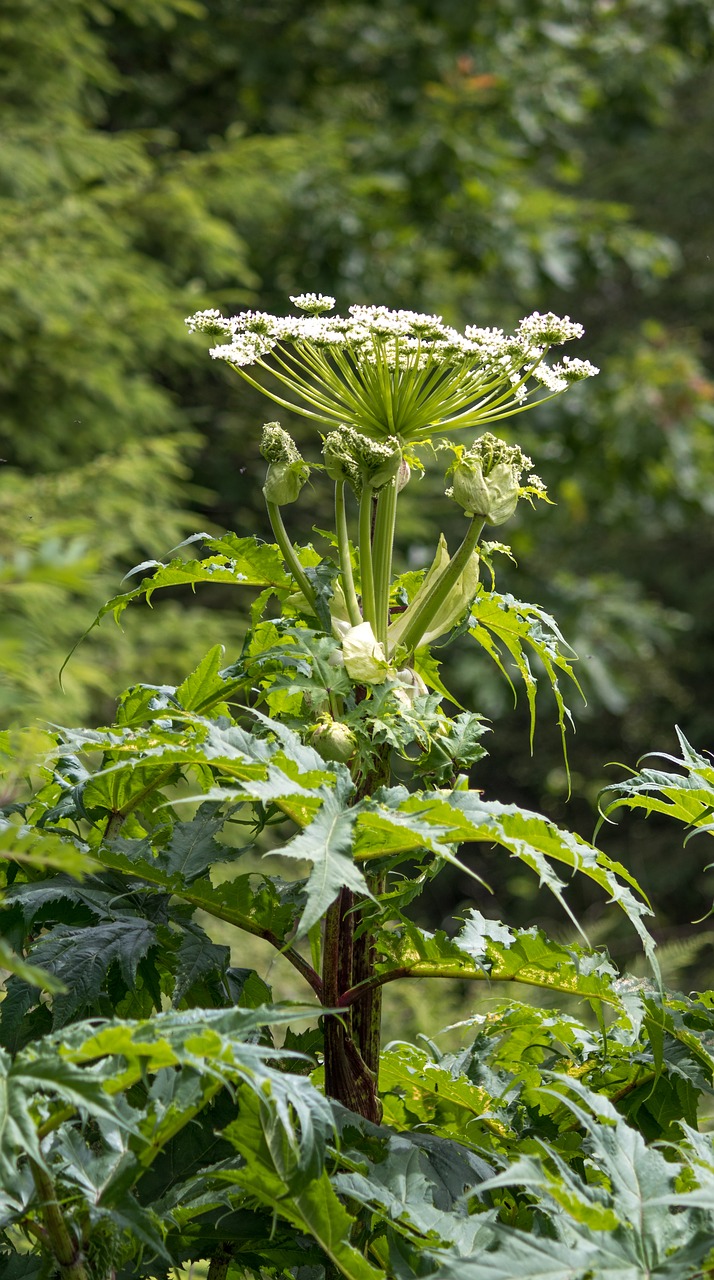 Image - hogweed poisonous plant nature