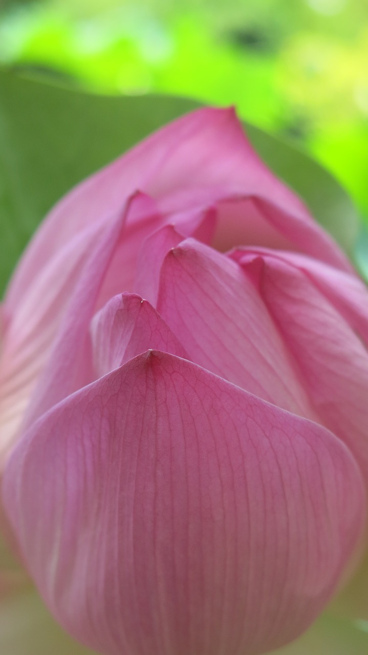 Image - nature flower pink plant floral