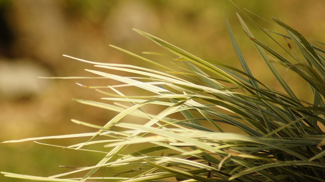 Image - the field nature india quindio