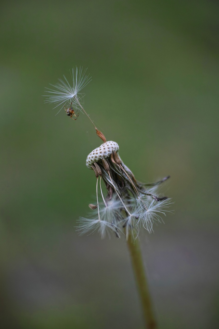 Image - flower dandelion garden spring