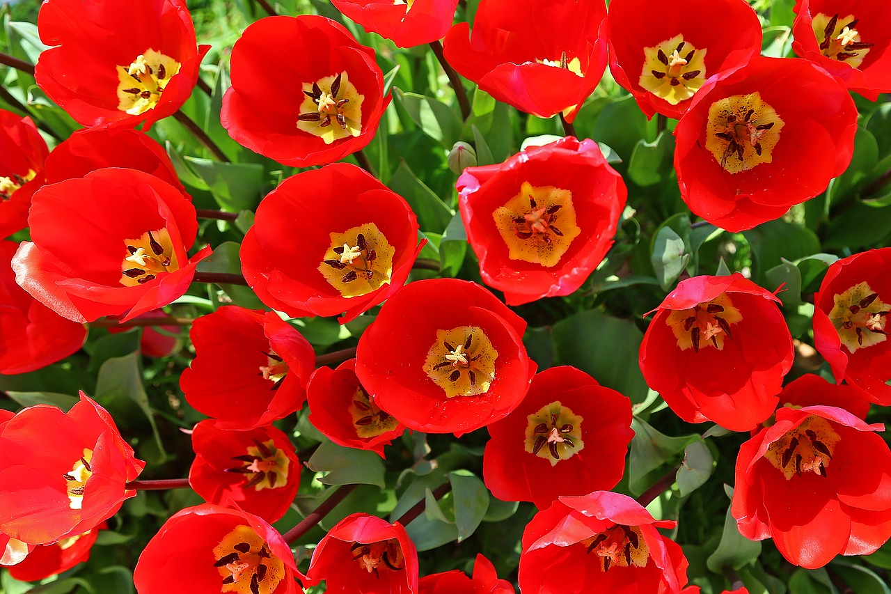 Image - flower red garden beautiful macro
