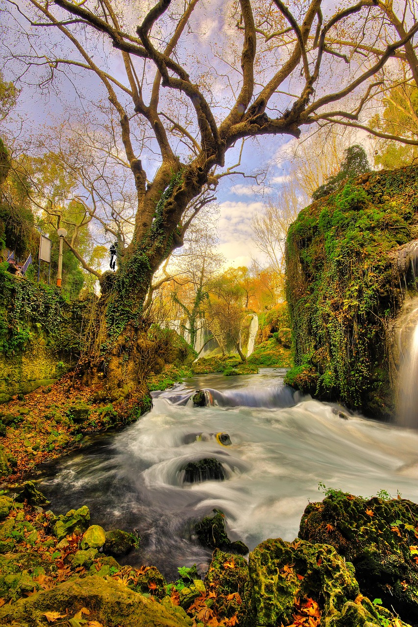 Image - tree waterfall landscape nature