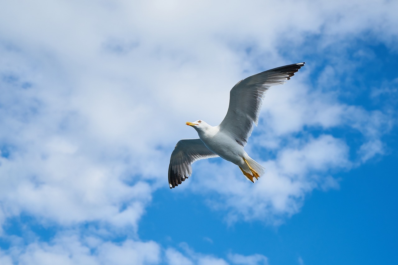 Image - seagull wing gull bird bird gulls