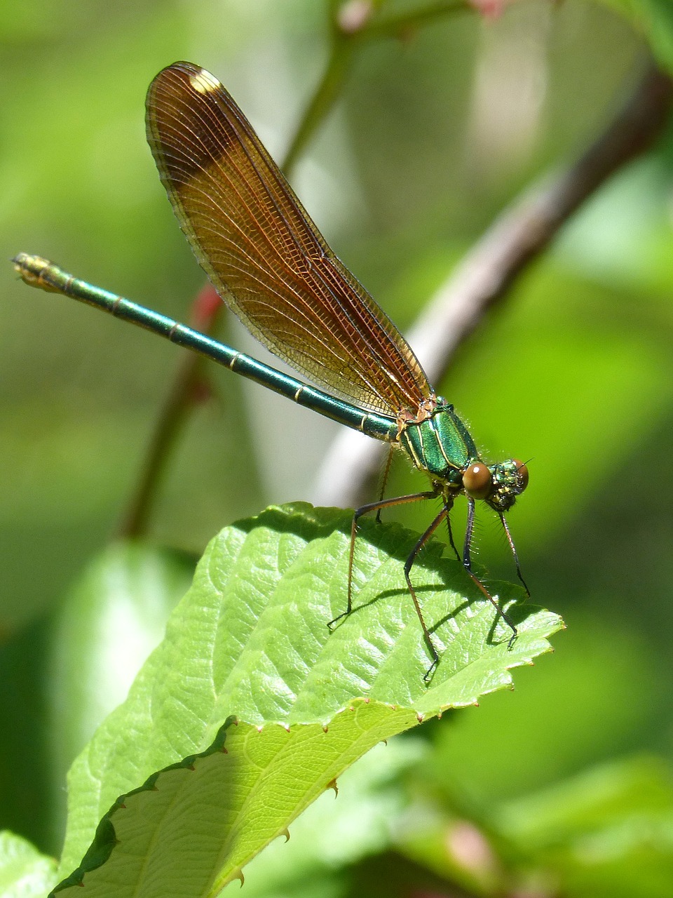 Image - dragonfly iridescent green dragonfly