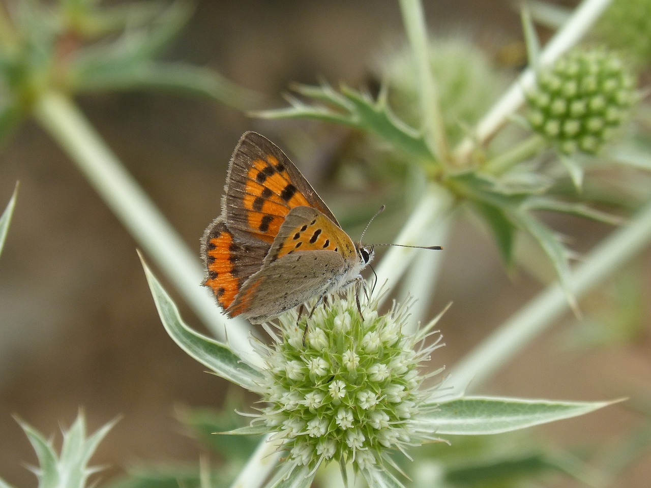 Image - butterfly lycaena phlaeas dry flower