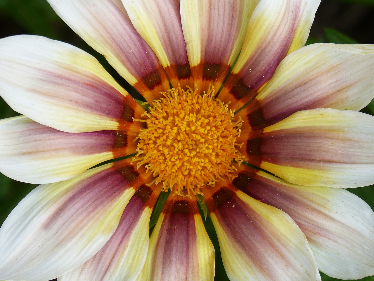 Image - flower petals detail beauty daisy