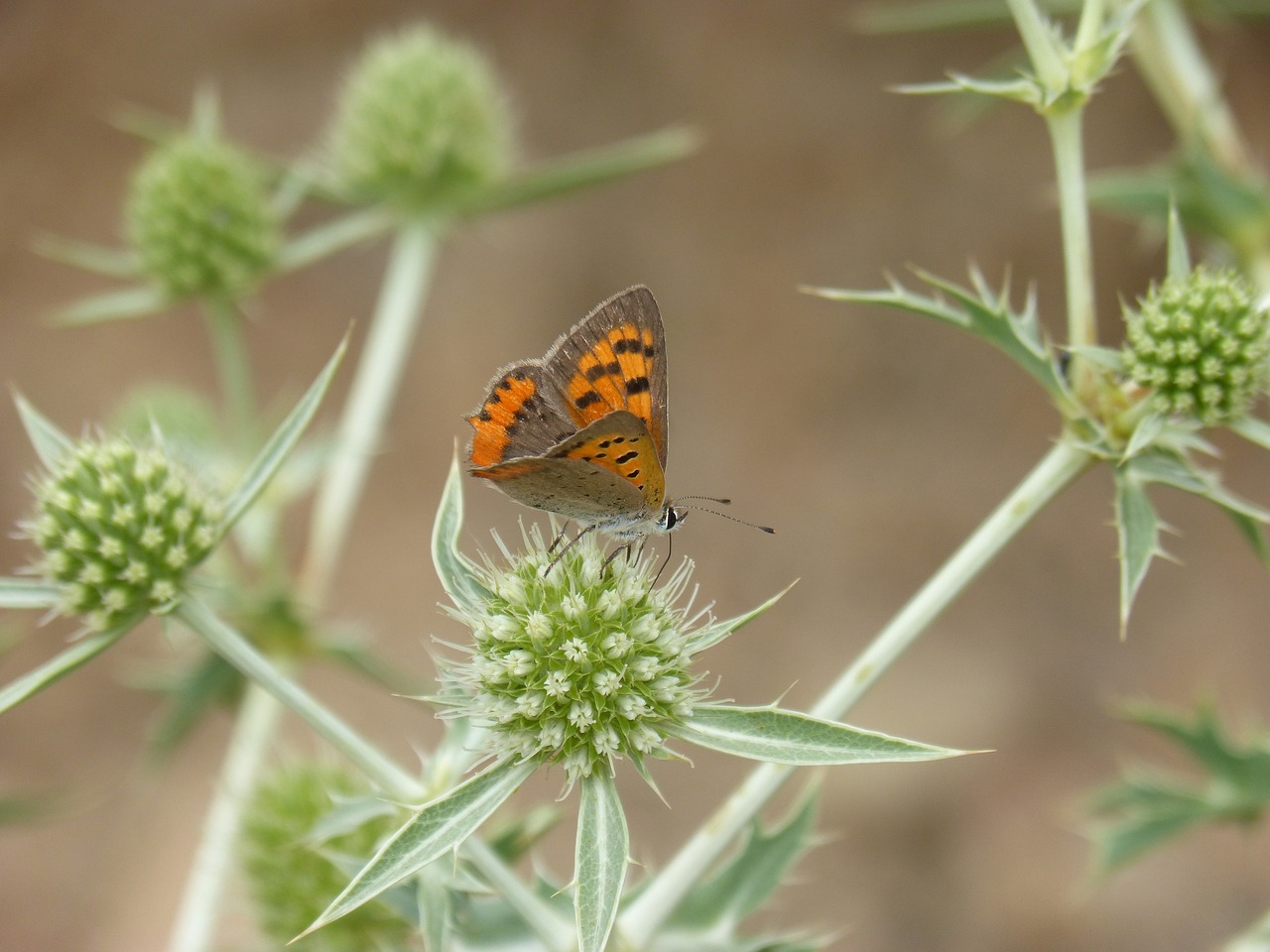 Image - butterfly lycaena phlaeas dry flower