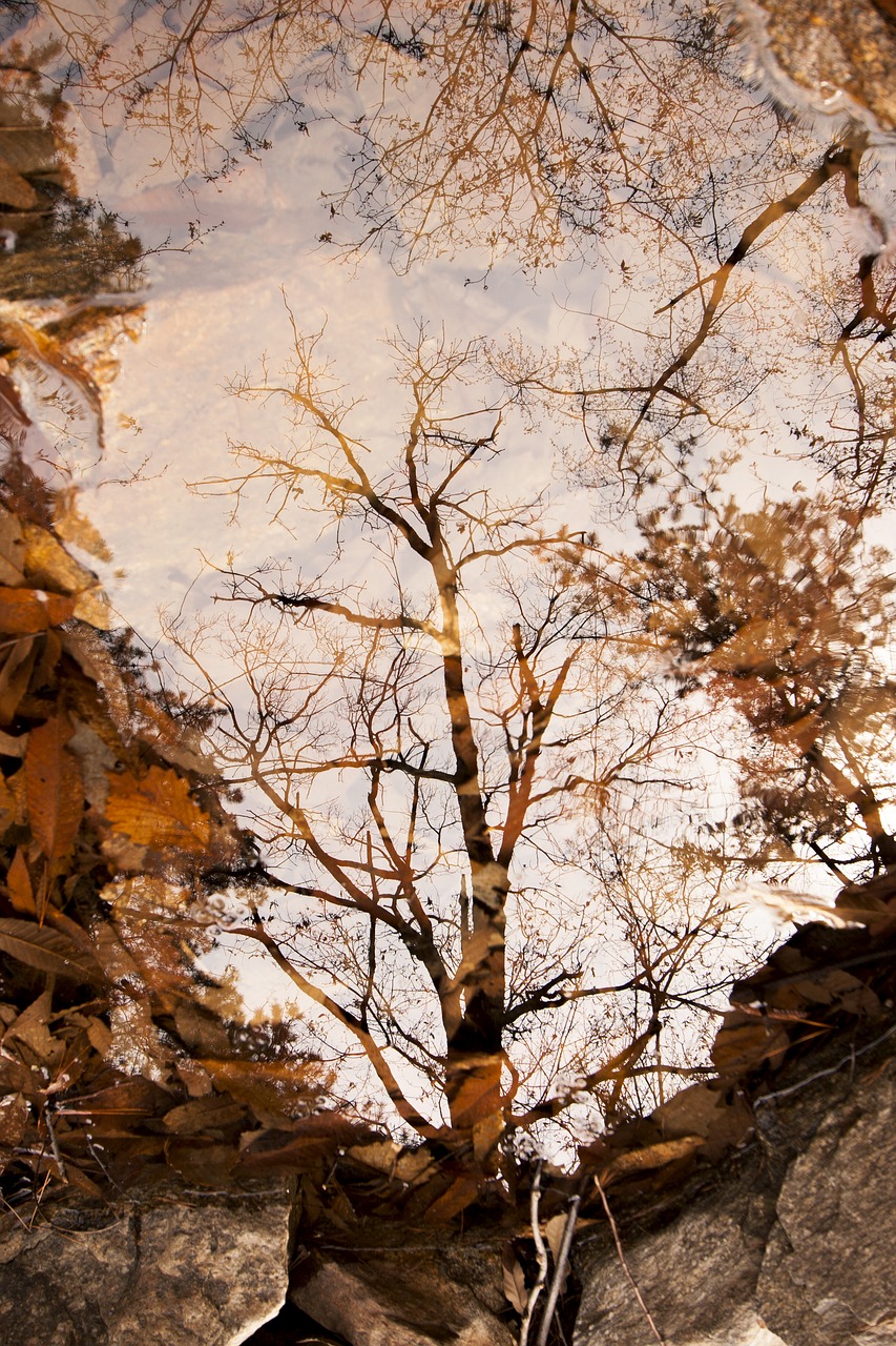 Image - autumn autumn leaves pond lake