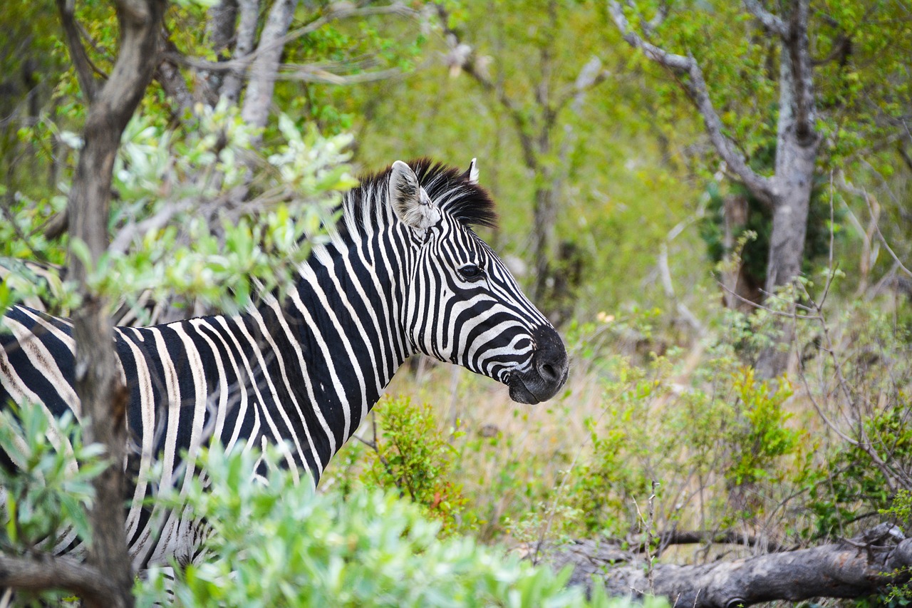 Image - zebra africa wild animal