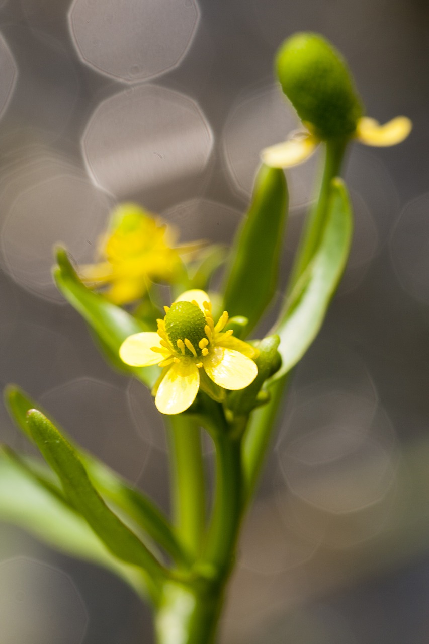 Image - flowers plants nature spring pool