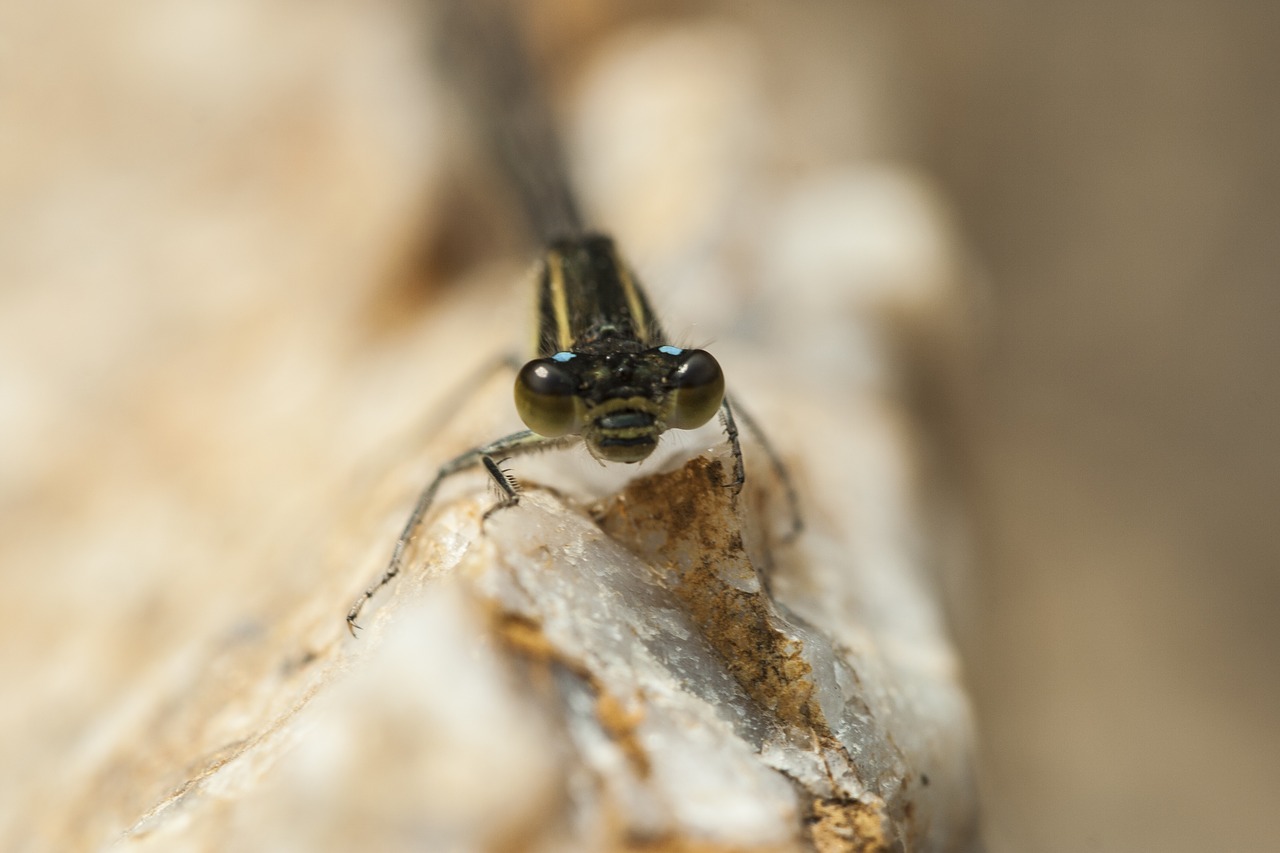 Image - dragonfly affix insects nature