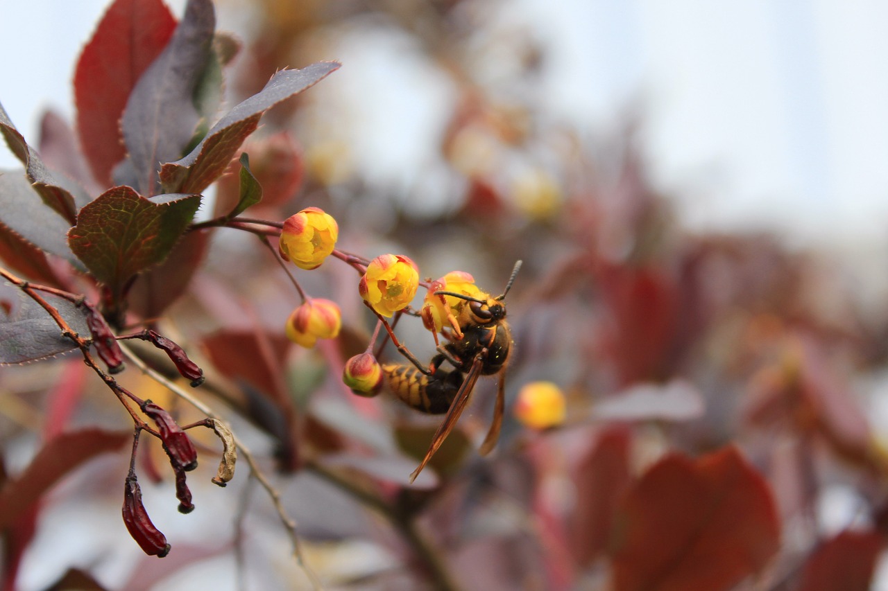 Image - wasp barberry insect flower