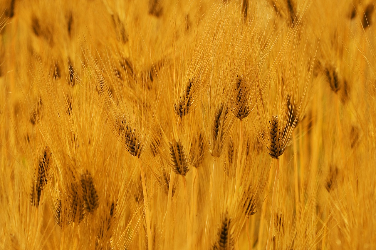Image - barley autumn landscape nature