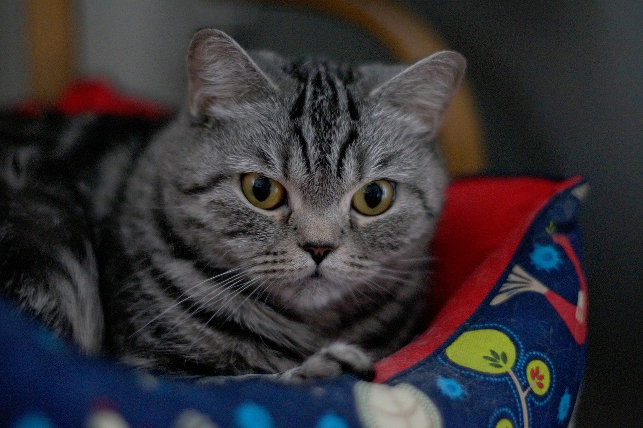Image - cat pet snout grey cat view eyes