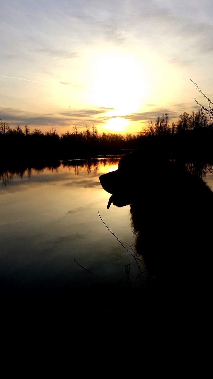 Image - dog sunset lake