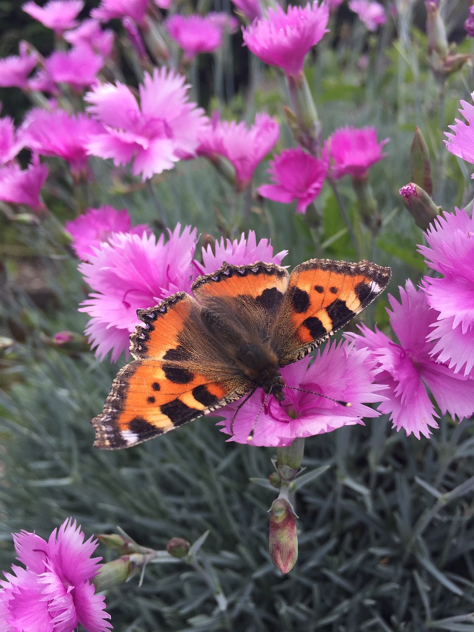 Image - butterfly cloves garden