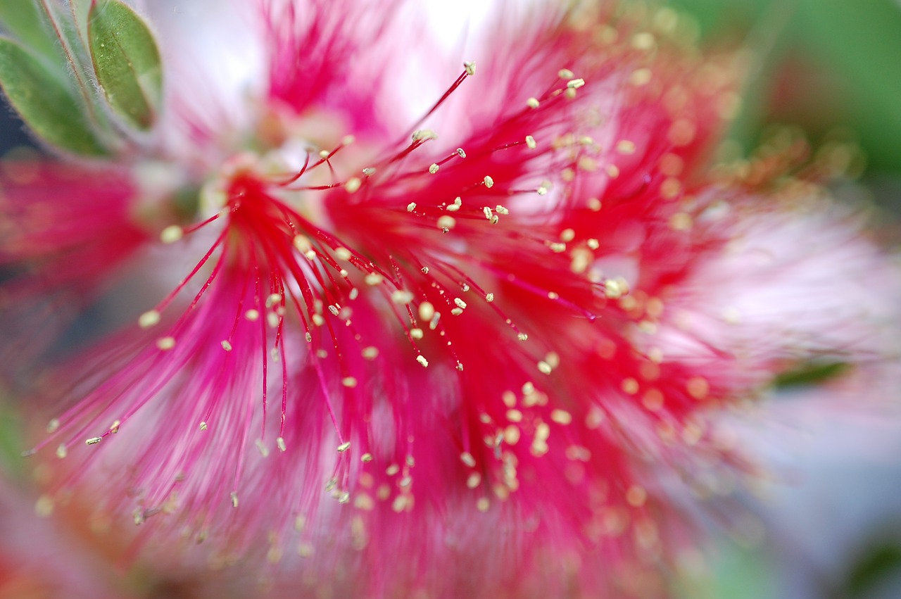 Image - pipecleaner blossom bloom red
