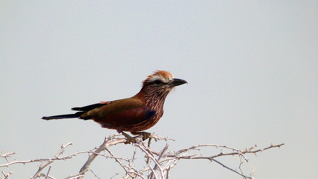 Image - bird wildlife namibia