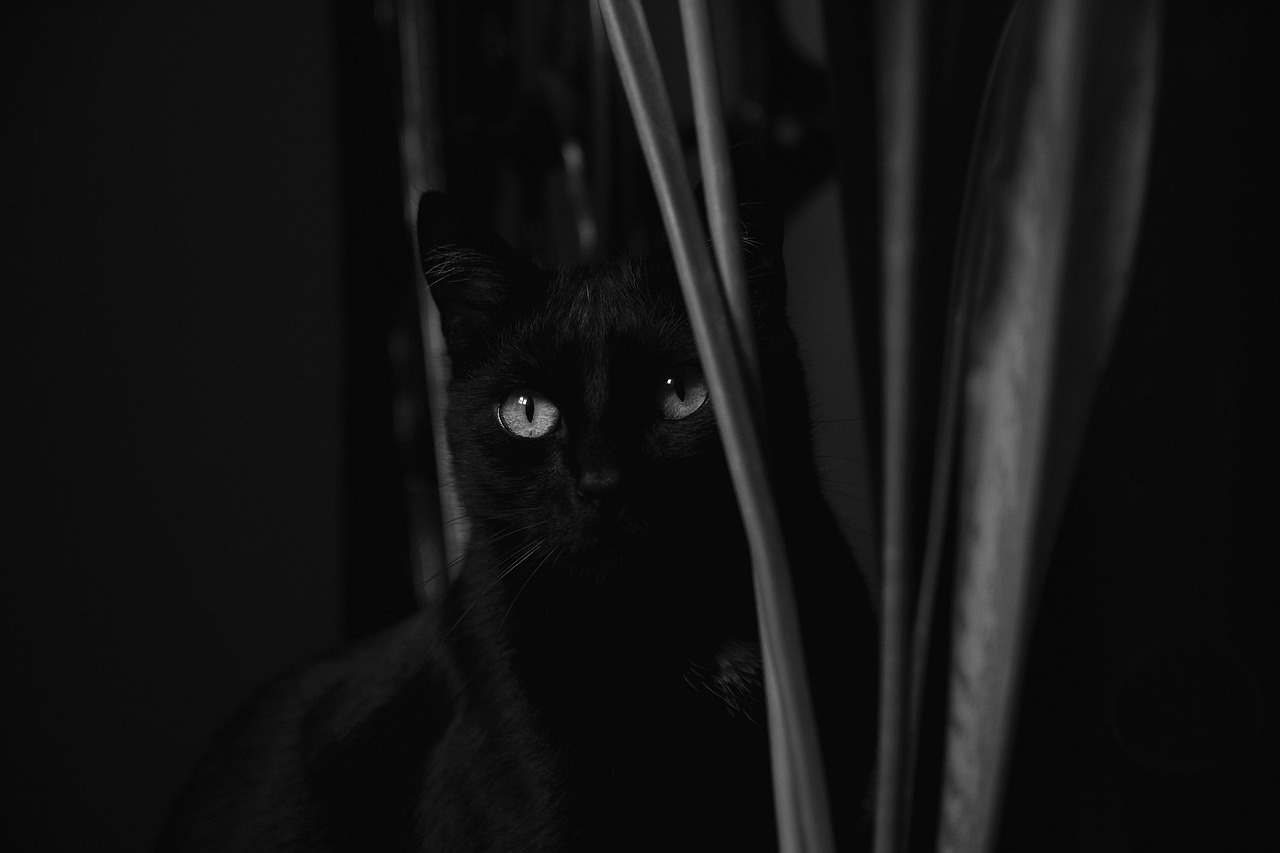 Image - cat black and white a young kitten