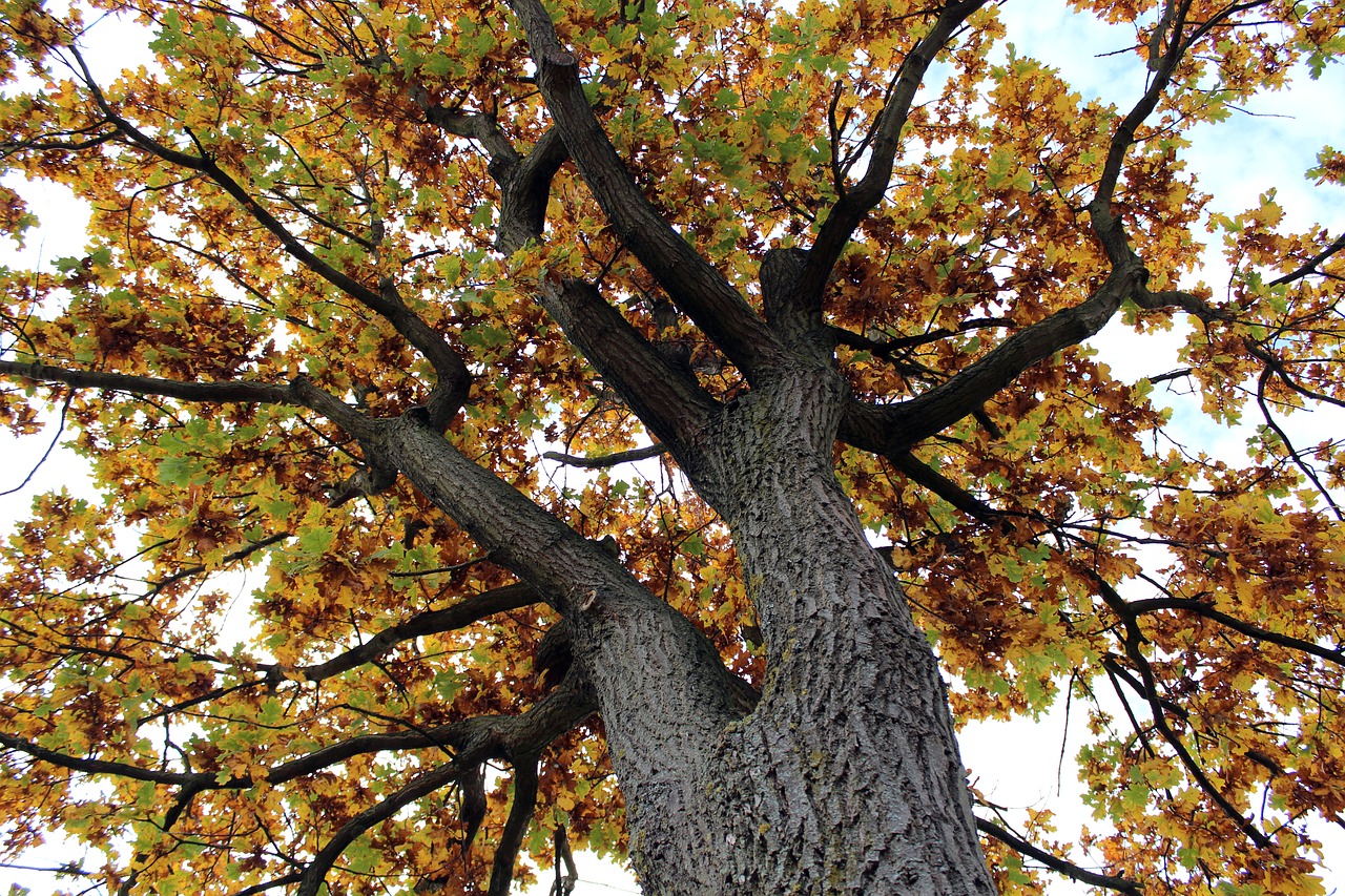 Image - tree tribe autumn leaves color