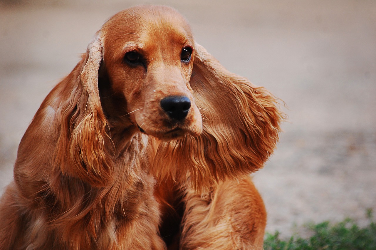 Image - cocker spaniel english spaniel