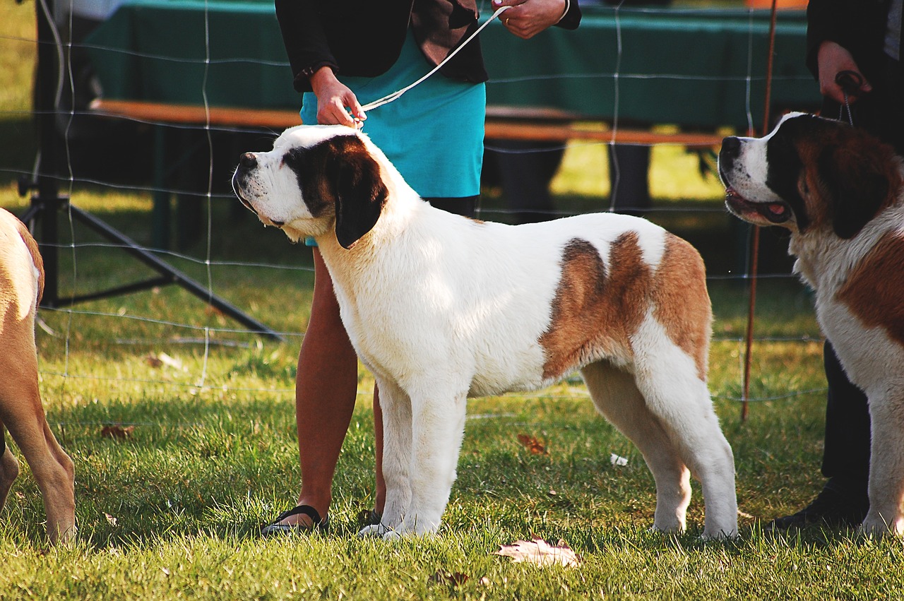 Image - dog doggy exhibition dog show