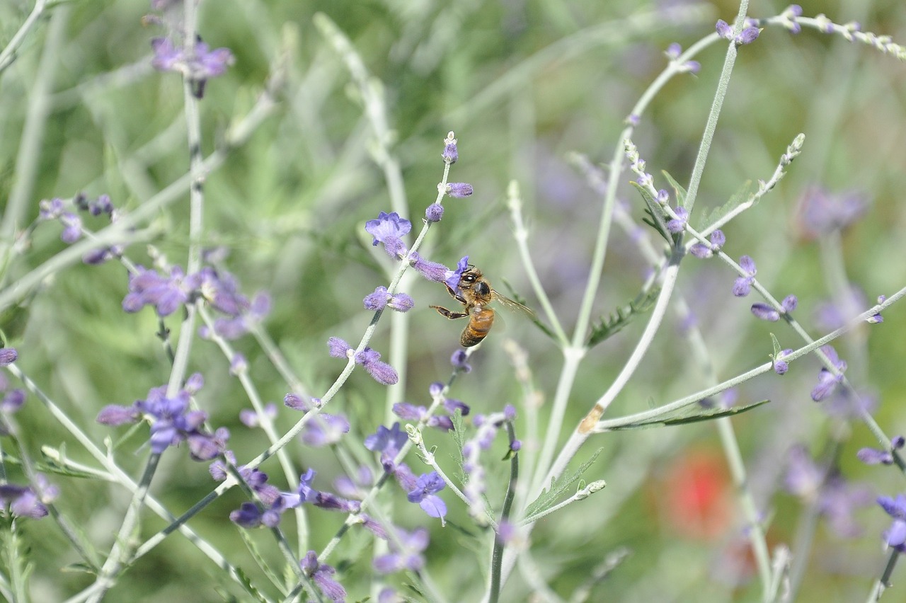 Image - macro nature bees texture foliage