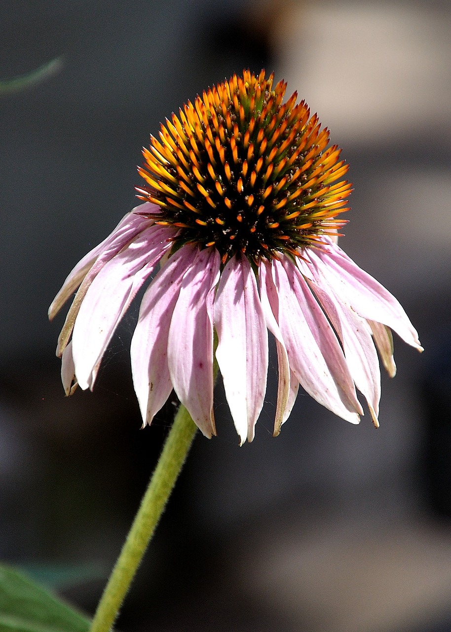 Image - coneflower color botanical natural