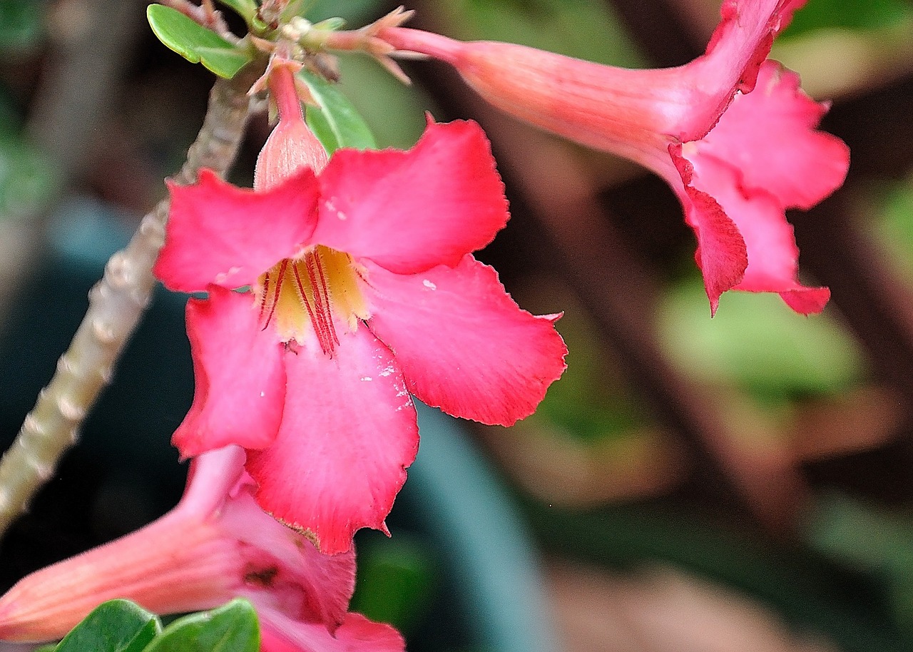 Image - desert rose color nature colorful