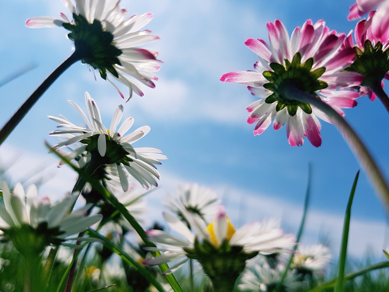 Image - daisies madelief nature outdoor