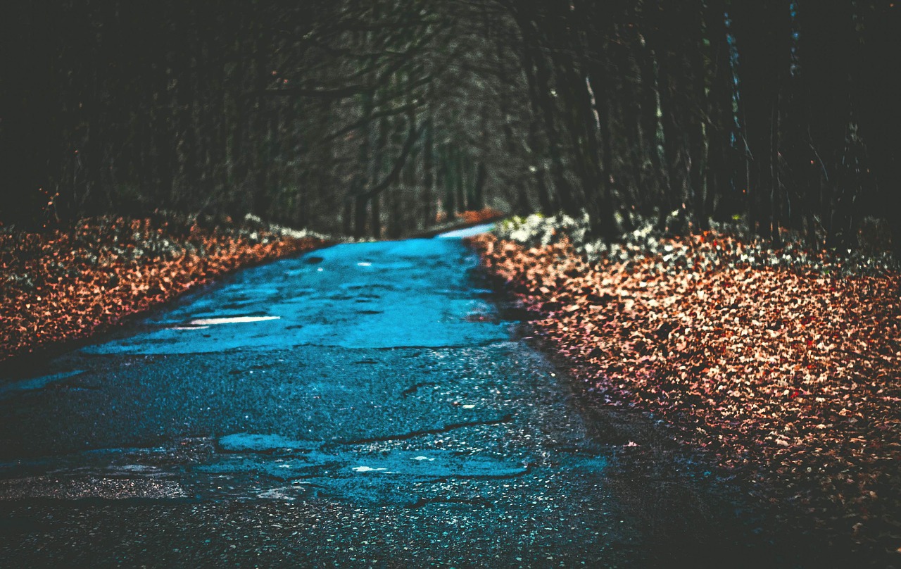 Image - way forest foliage trail autumn