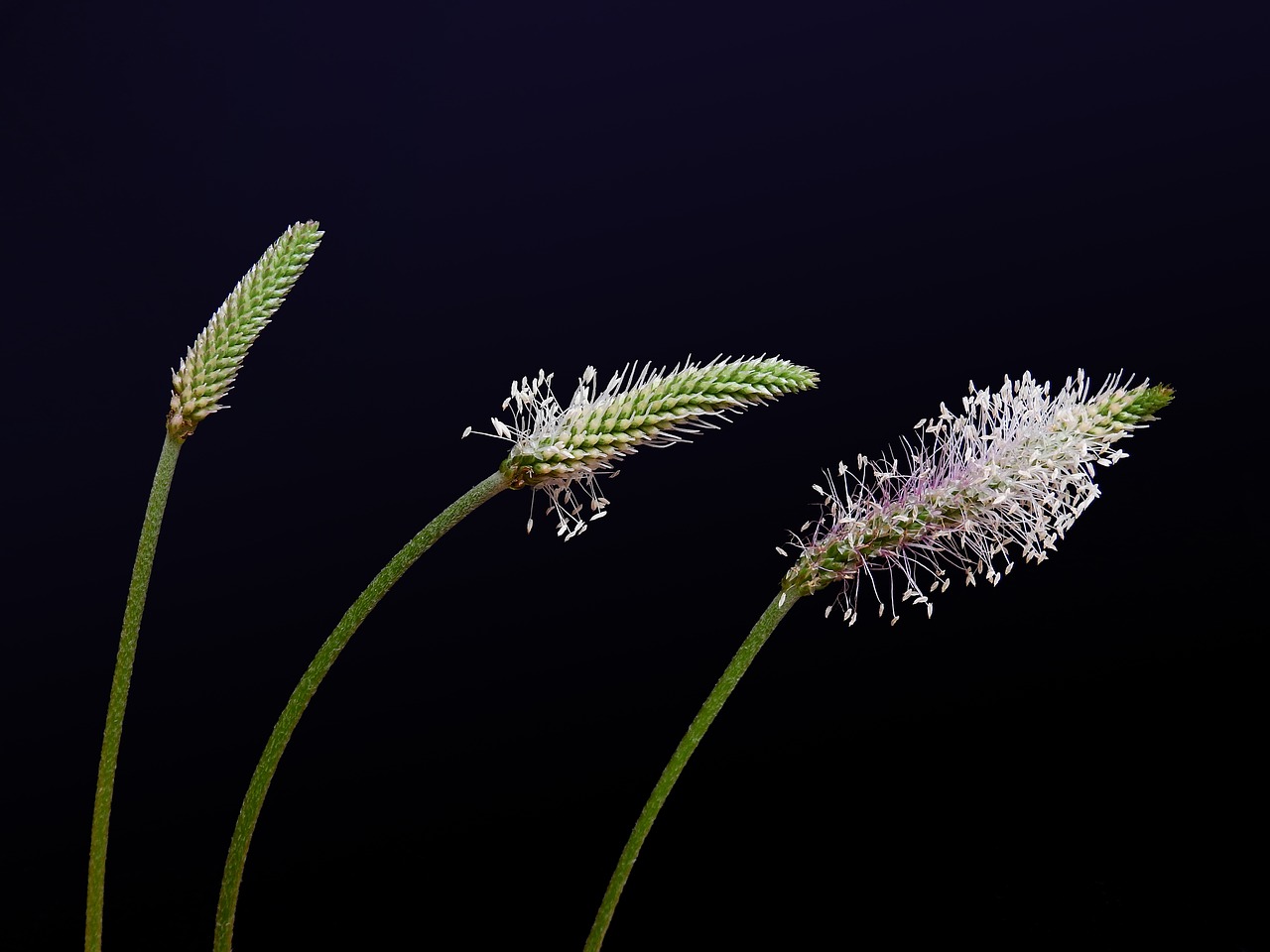 Image - blade of grass seeds reproduction
