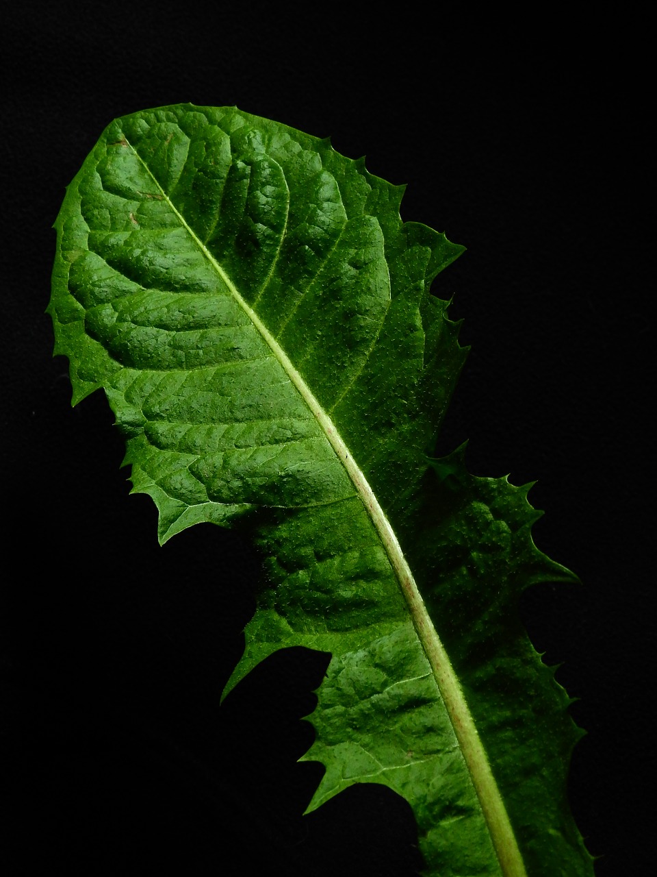 Image - leaf nature plant dandelion green