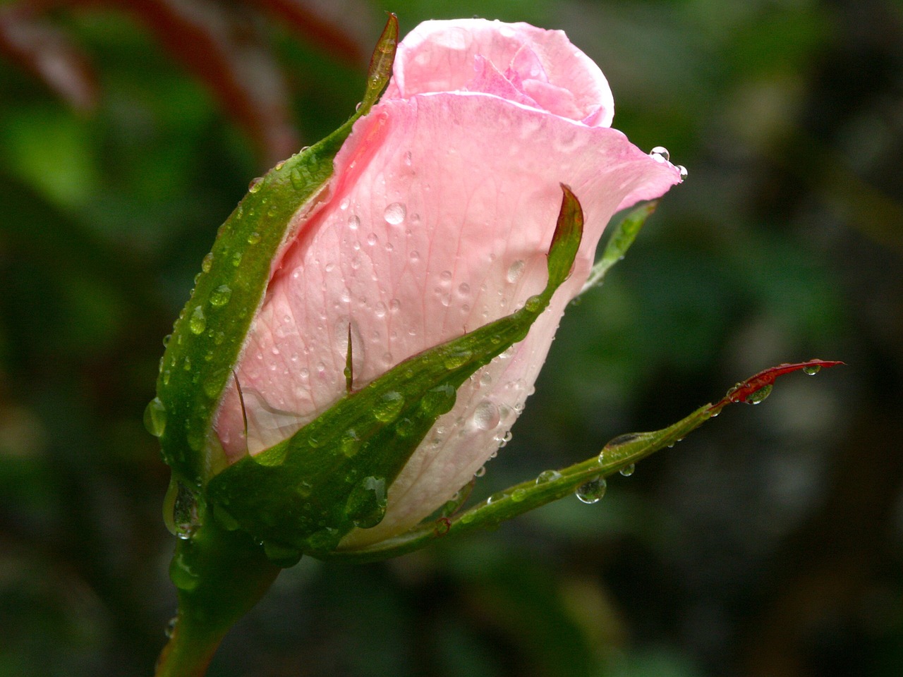 Image - flower rose rain nature blossom