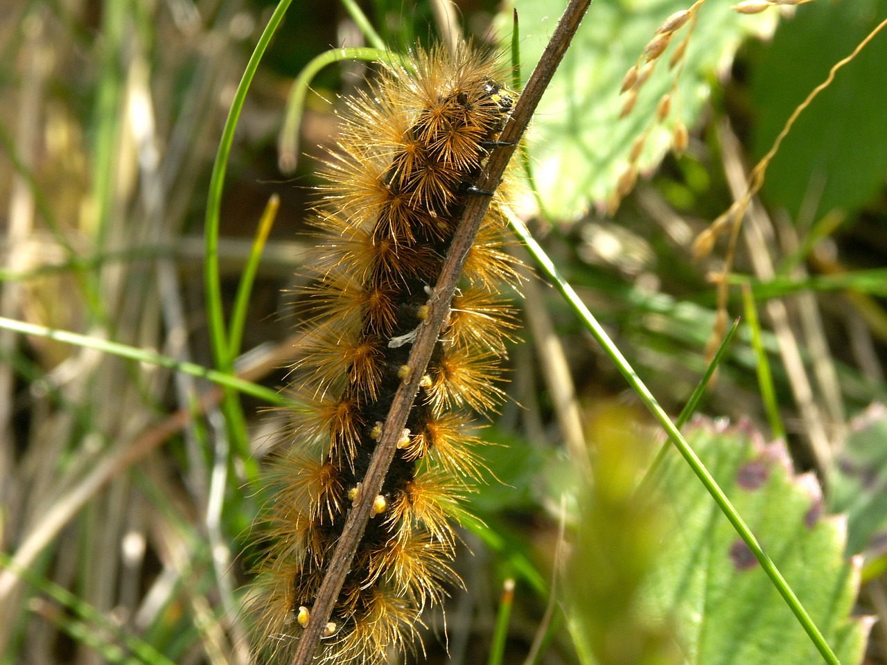 Image - nature animal kingdom summer grass