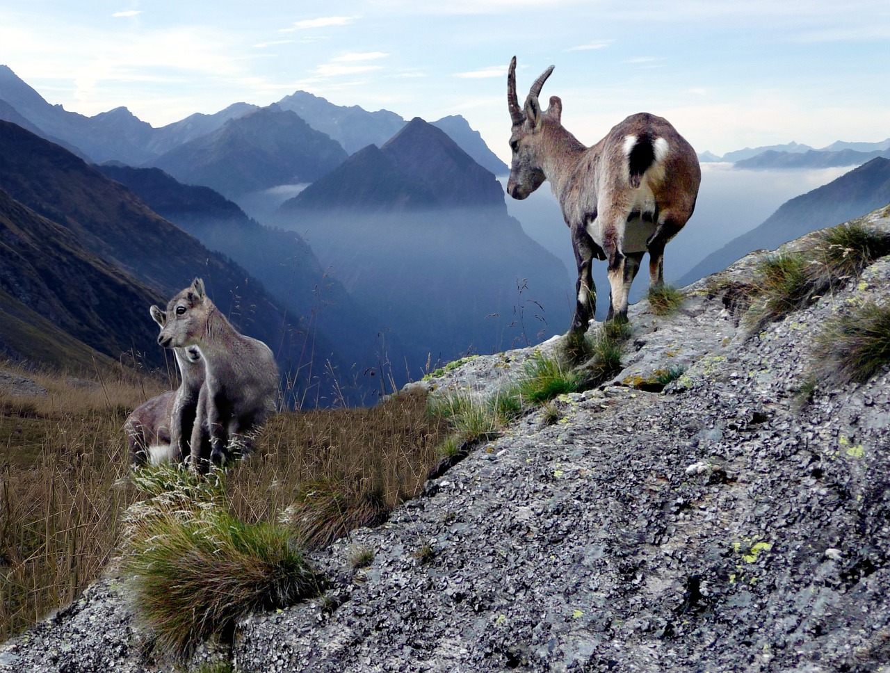 Image - chamois with young animals