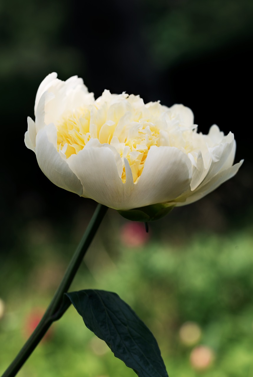 Image - peony flower summer floral blossom