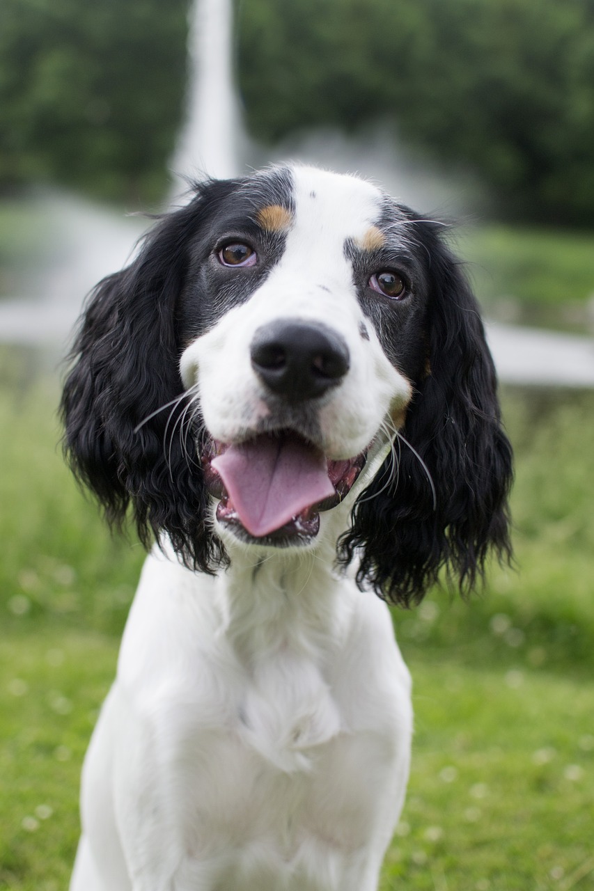 Image - dog pet happy cute young canine
