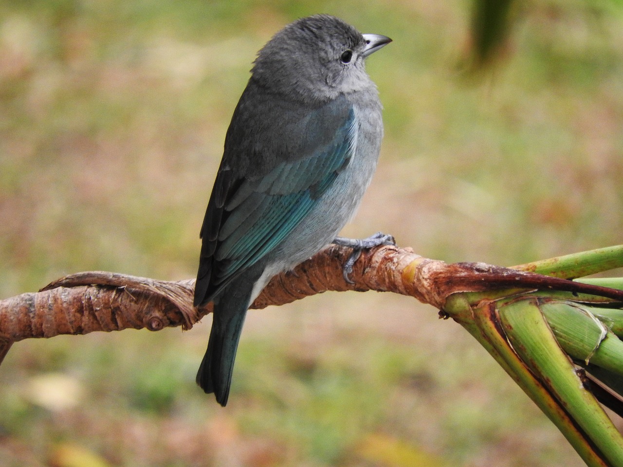 Image - tanager bird birds azure grey