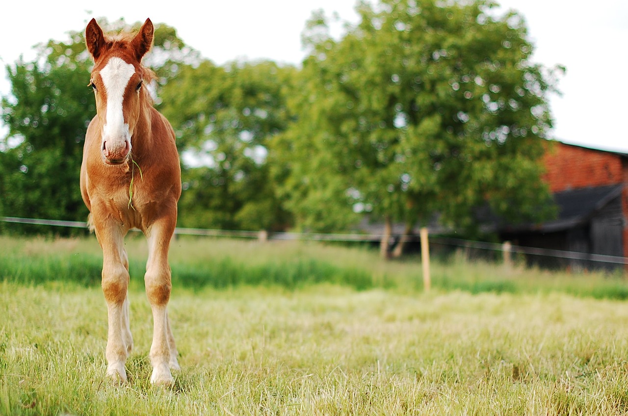 Image - the horse offspring village rest