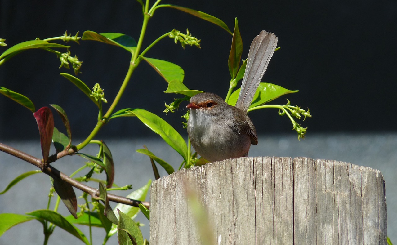 Image - wren female on fence