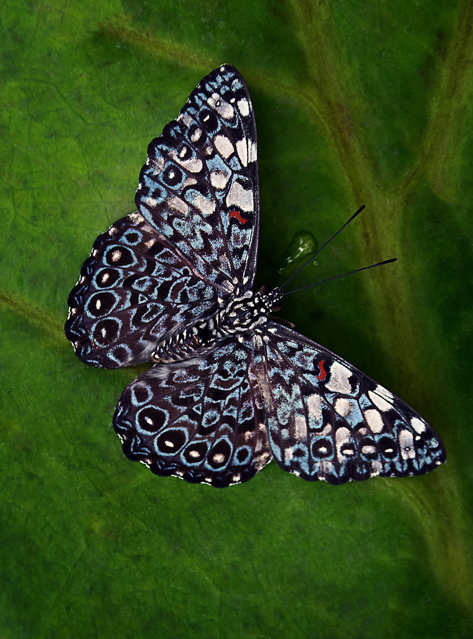 Image - butterfly insect nature tropical