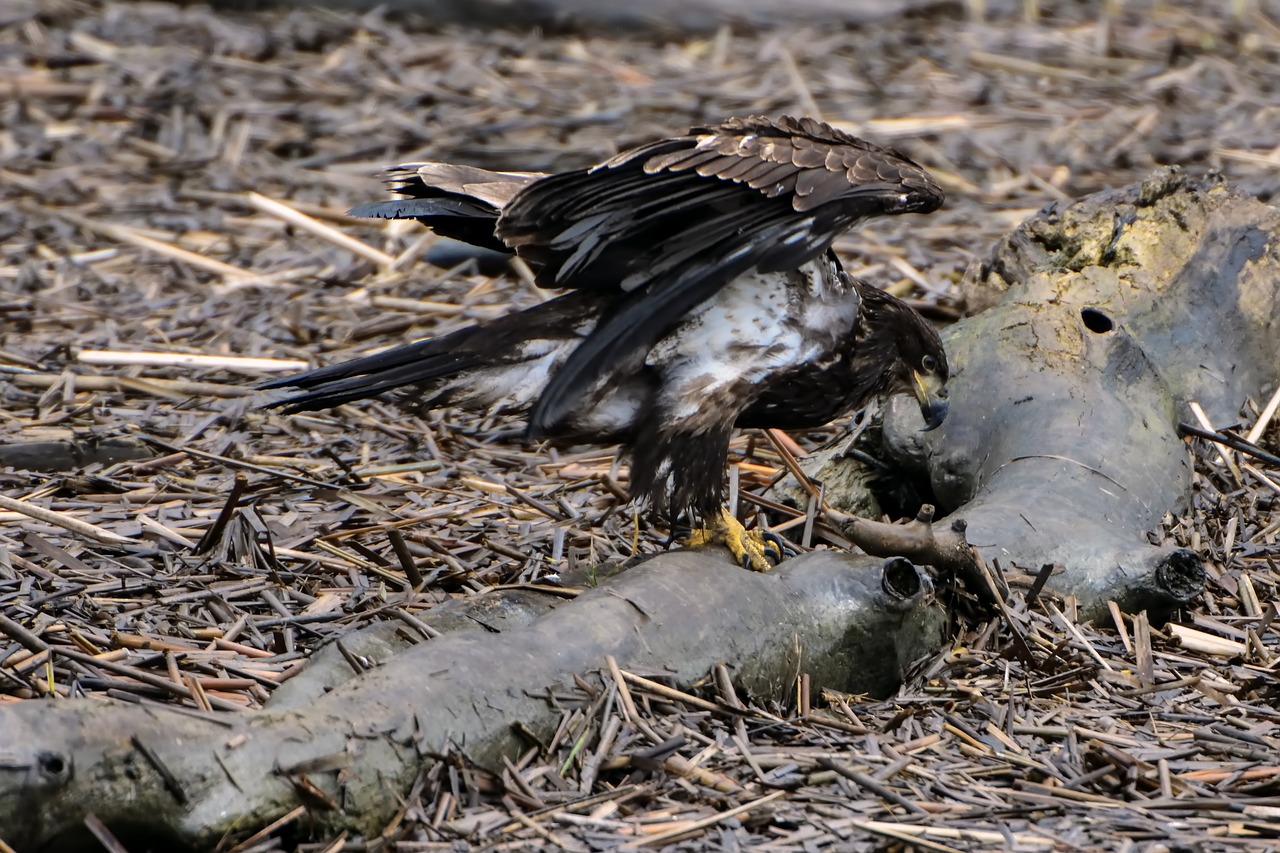 Image - eagle bird bald nature wildlife