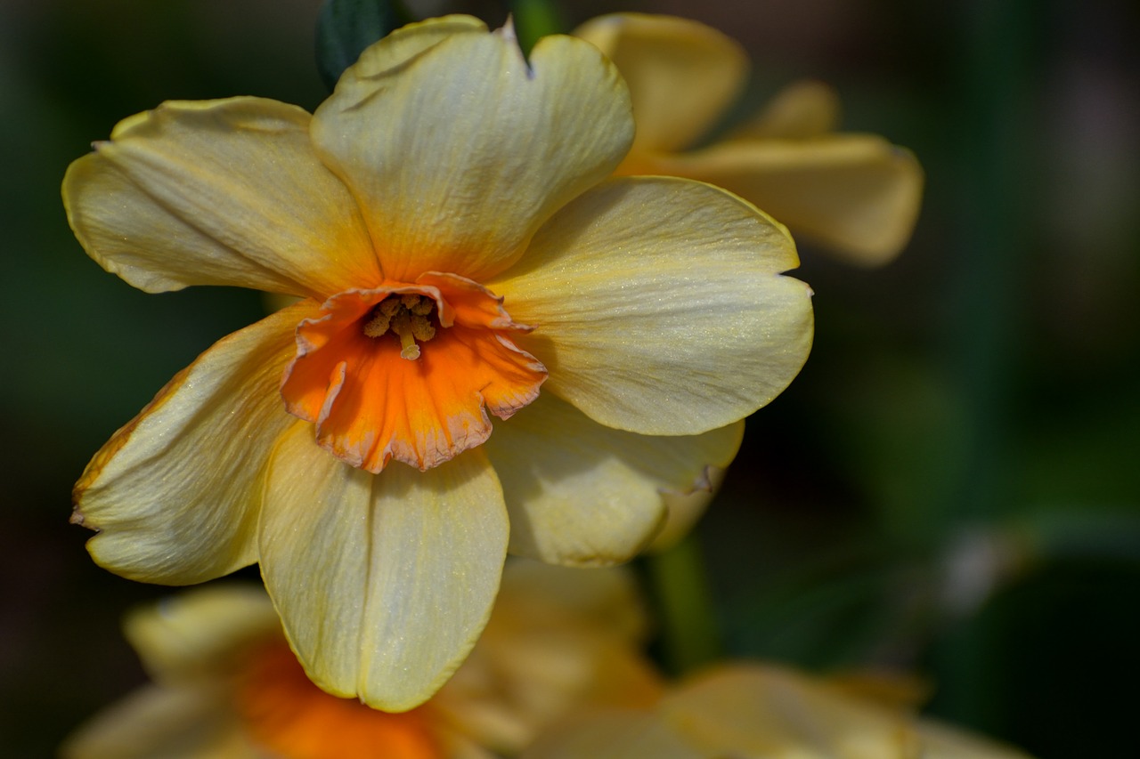 Image - spring yellow daffodil floral