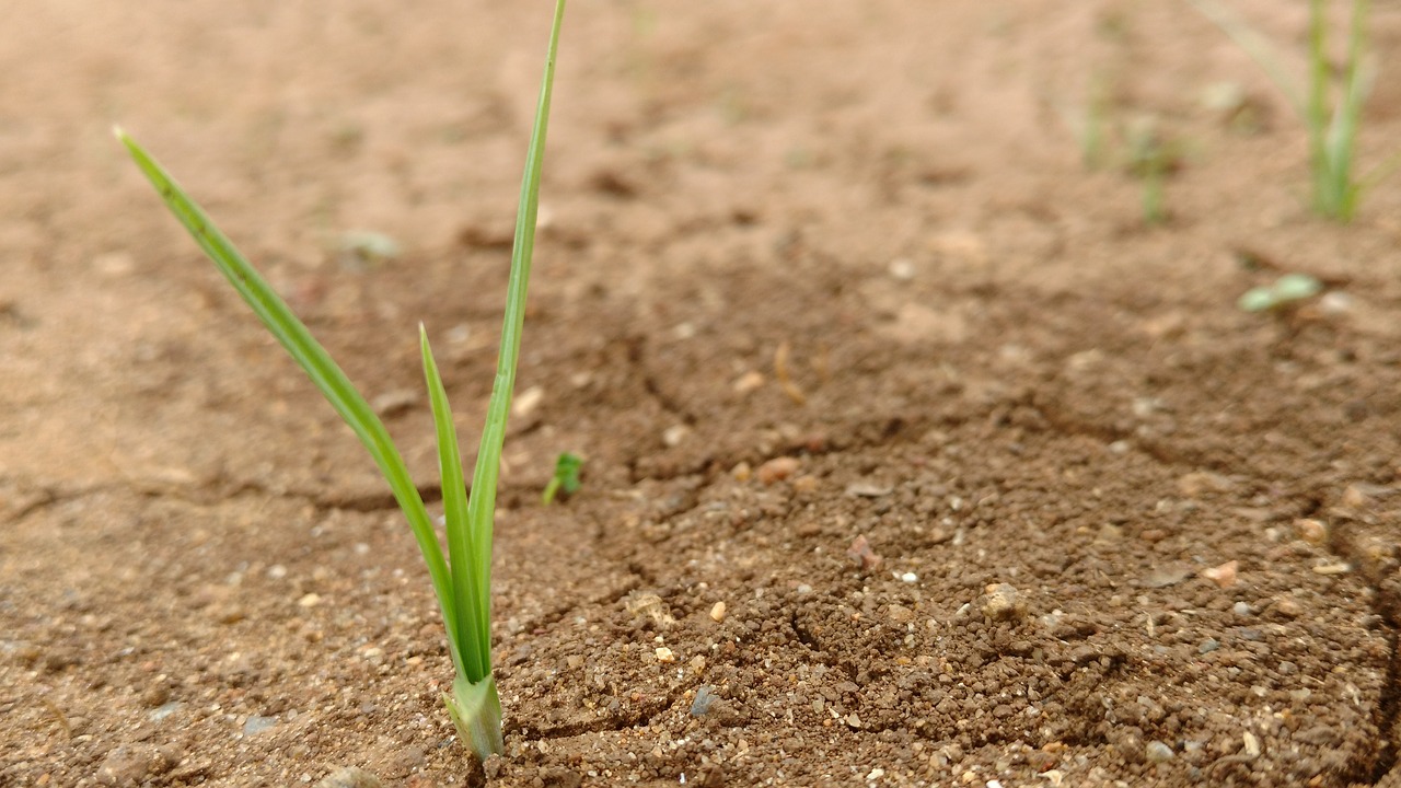 Image - green sand grass rain