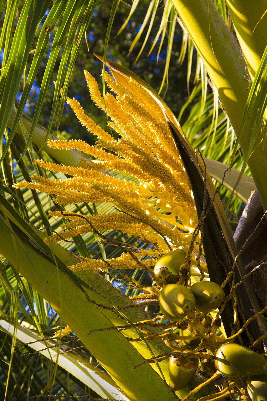 Image - coconut palm blooms